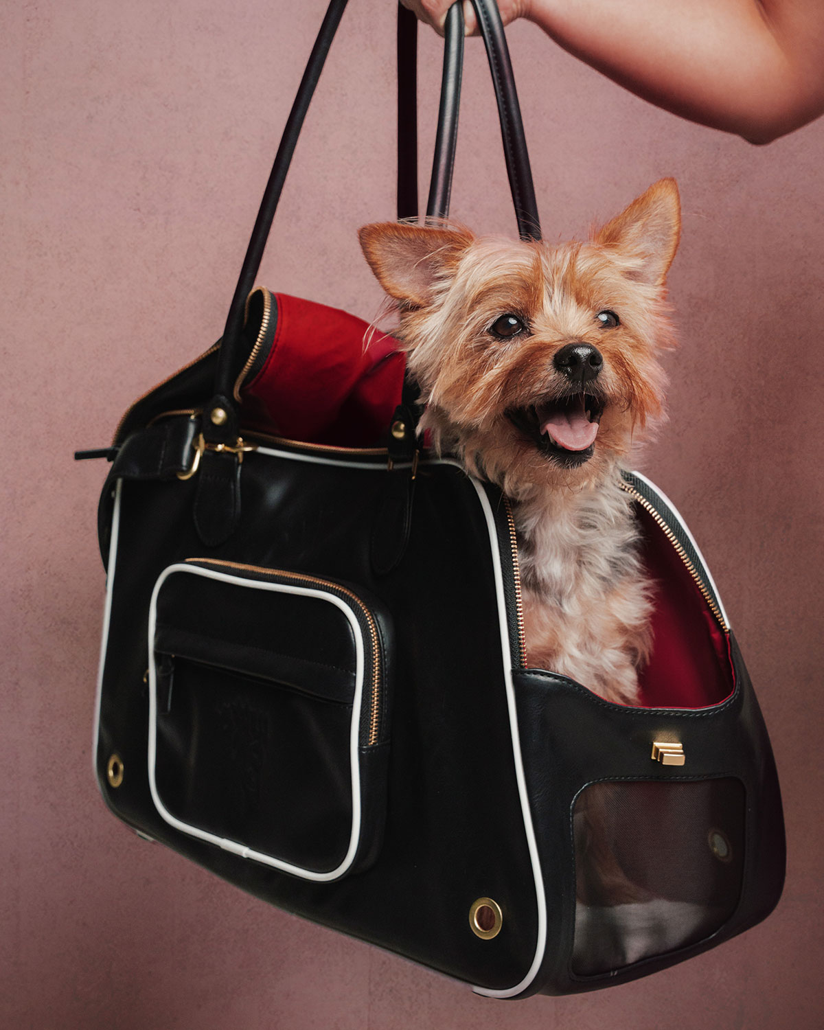 Adidas Club Football Fc Collection For Pets 1