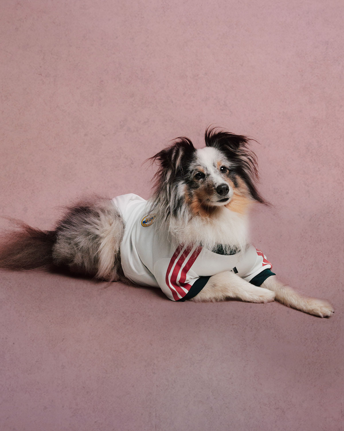 Adidas Club Football Fc Collection For Pets 10