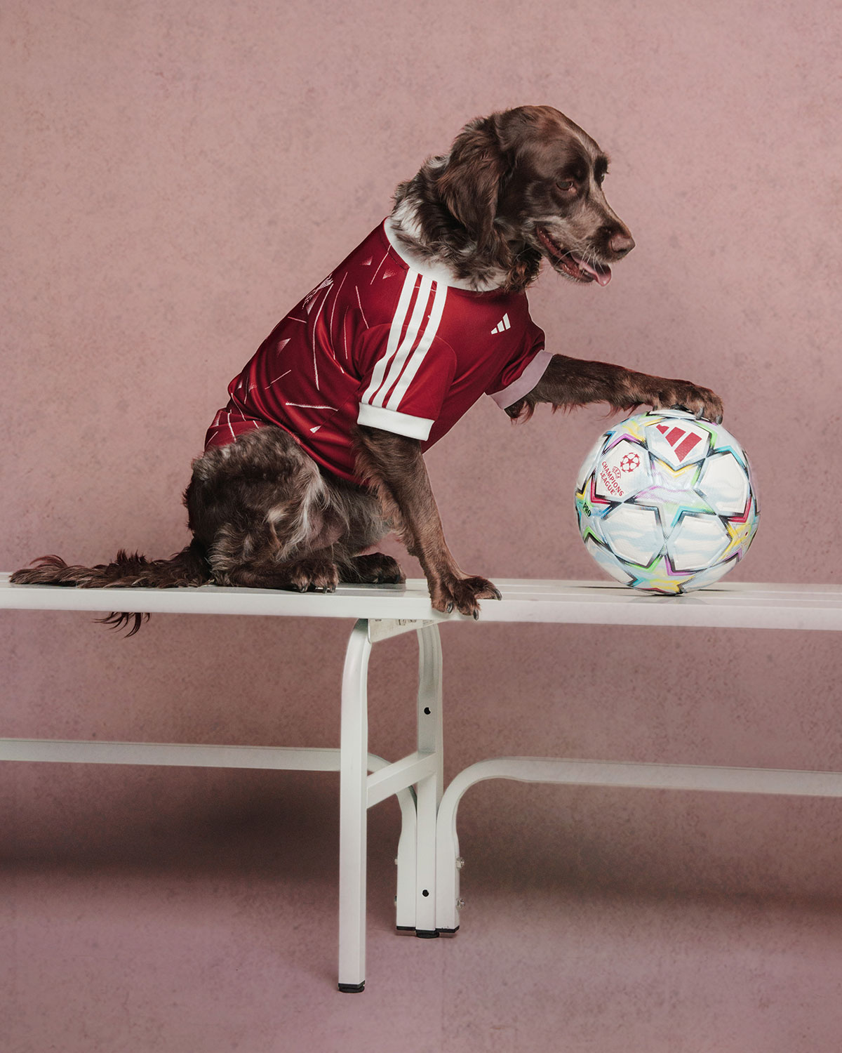 Adidas Club Football Fc Collection For Pets 2