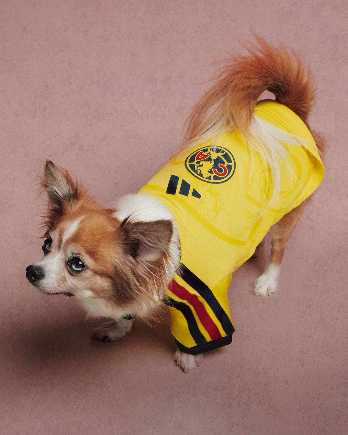 Adidas Club Football Fc Collection For Pets 3