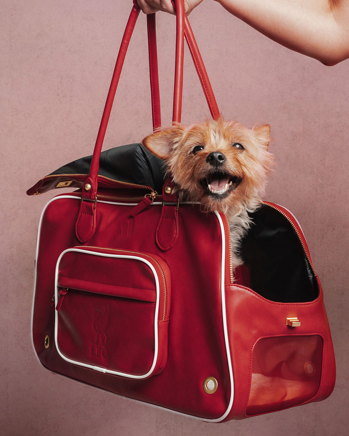 Adidas Club Football Fc Collection For Pets 4
