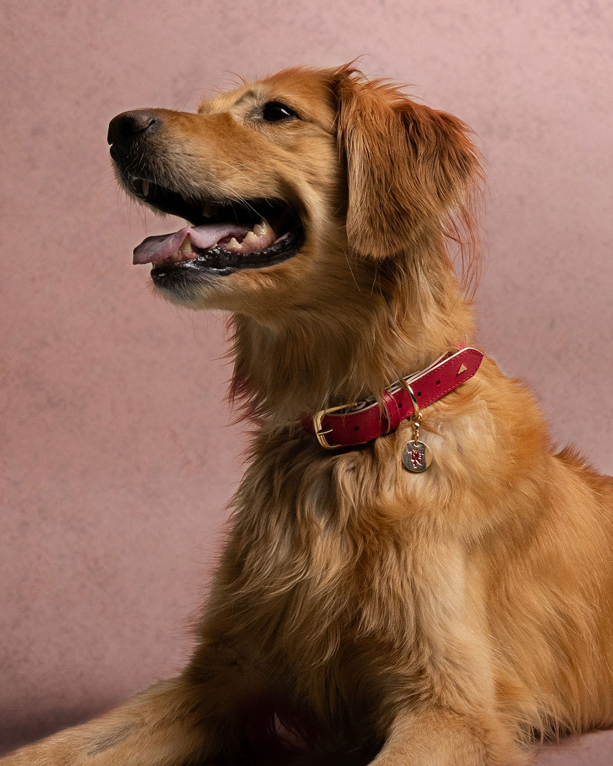 Adidas Club Football Fc Collection For Pets 6