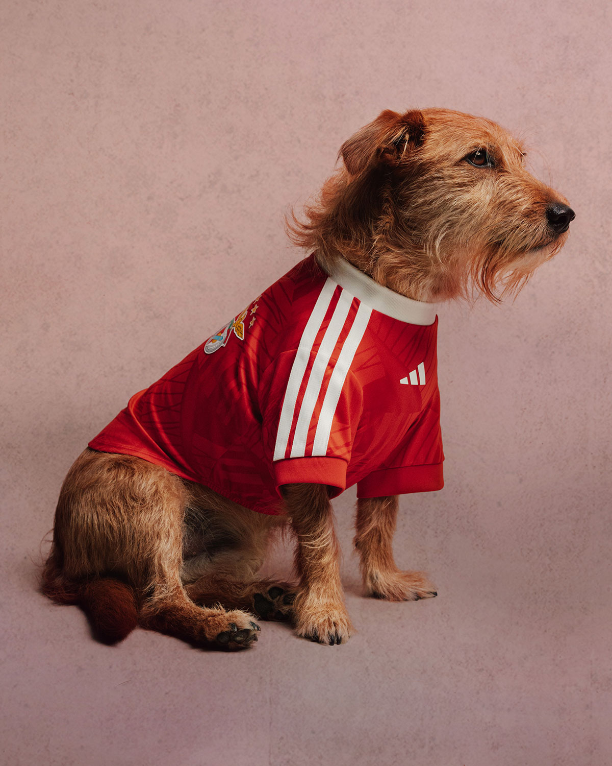 Adidas Club Football Fc Collection For Pets 8