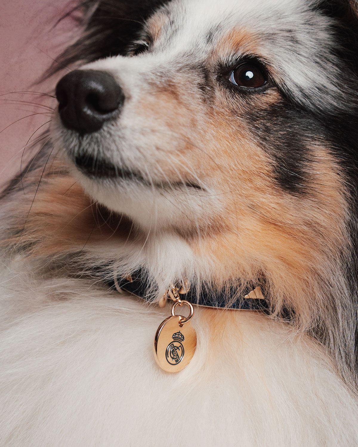 Adidas Club Football Fc Collection For Pets 9