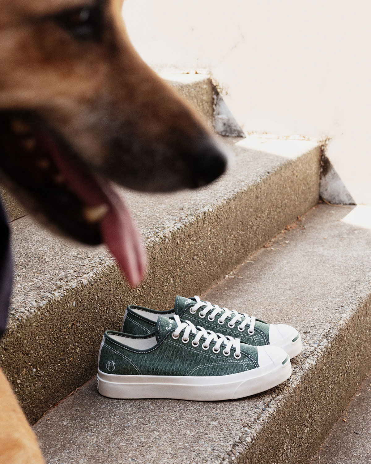 Palmes Converse Jack Purcell 7